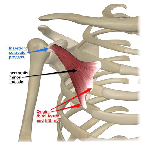 The Pectoralis Minor Muscle Gross Anatomy, Human Body Anatomy, Muscle Anatomy, Hand Therapy ...