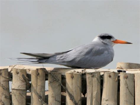 Black-bellied Tern - eBird