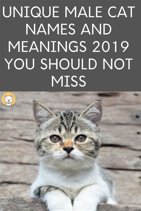 2500+ Unique Cat Names for 2020 You should not miss | Grey cat names, Unique cat names, Cat names