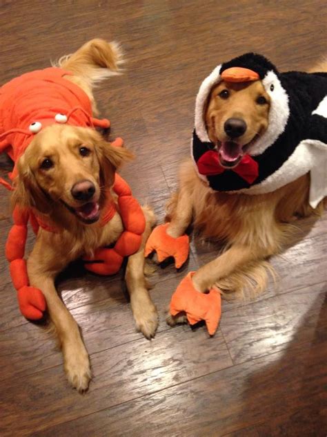 Pin on Golden retriever costumes