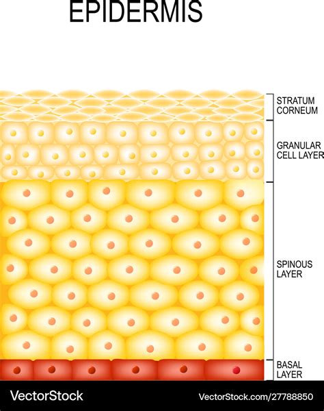 Skin cells and structure layers epidermis Vector Image