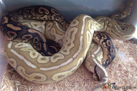 How To Breed Ball Pythons A Guide To Successful Breeding by xyzReptiles