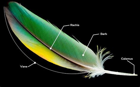 Bird Feathers (Structure, Types, Uses & Fun Facts) - Nature Roamer