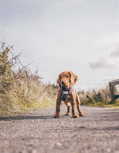 Irish Setter Puppy Training Tips: Understanding The Basic Principles - IrishSetterDgs.com