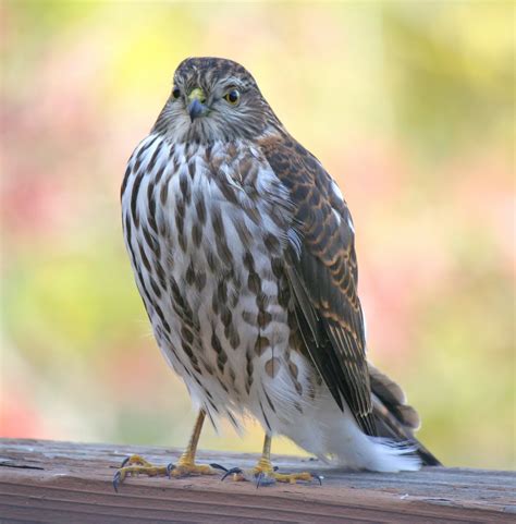 Walla Walla Ponderings: Winged Migration