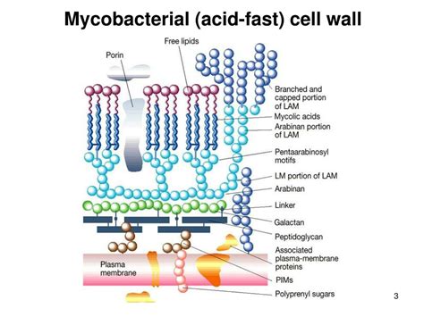 Mycobacterial Cell Wall Structure