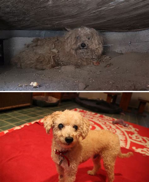 16 Before And After Pictures Of Rescued Dogs From Around The World