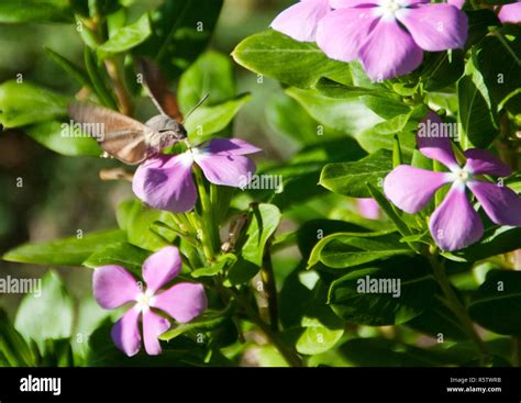 Hummingbird moth caterpillar hi-res stock photography and images - Alamy