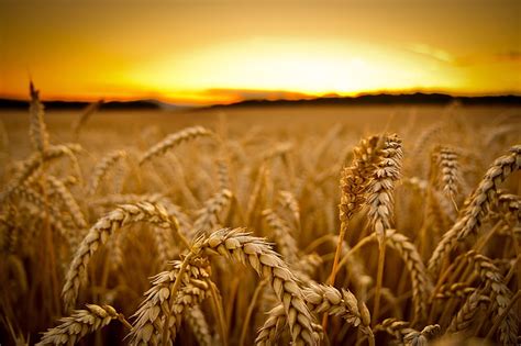 HD wallpaper: brown wheat field, grass, sky, plants, clouds, growth, beauty in nature ...