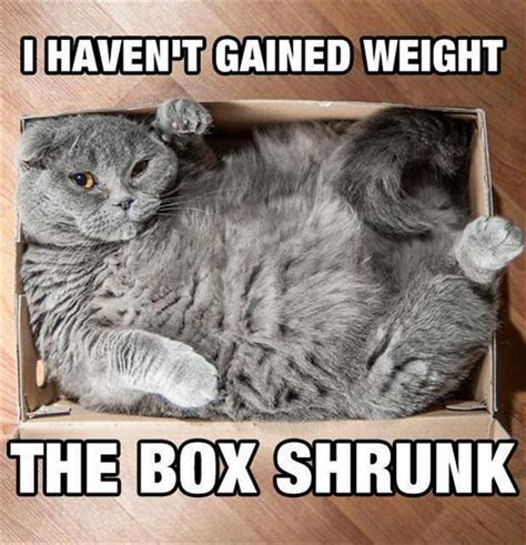 21 Cat Logic Examples That Prove We'll Never Understand Cats