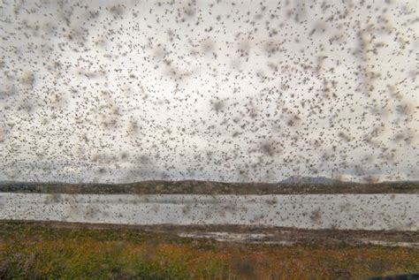 Midges: The scourge of the West Highland Way. – HiiKER