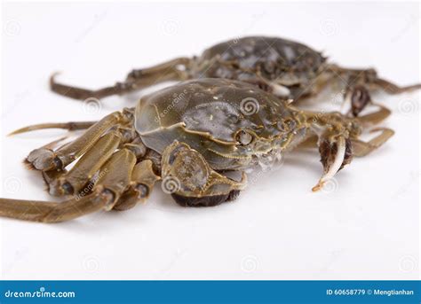 River Crab - a Kind of Chinese Crab Stock Image - Image of china ...