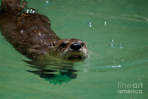 River Otter Swimming