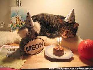 Anniversaire Chat | humour belge