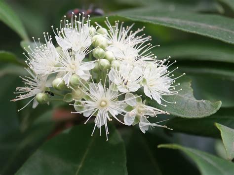 Backhousia citriodora”Lemon Scented Myrtle” - Paten Park Native Nursery