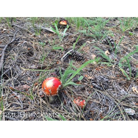 Amanita Muscaria Spore Print