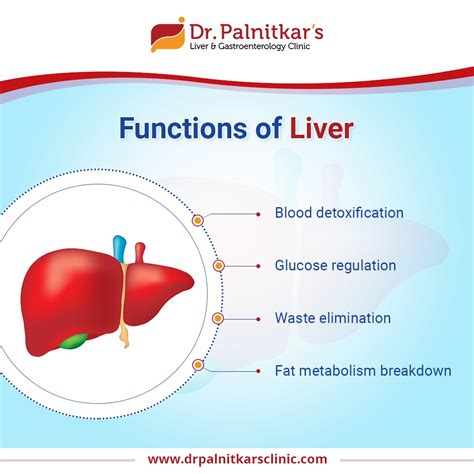 functions of liver - Dr. Sachin Palnitkar