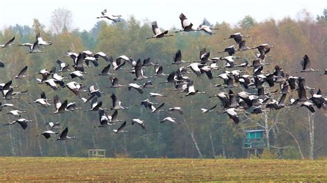 How Climate Change Affects Bird Migration Patterns | Britannica