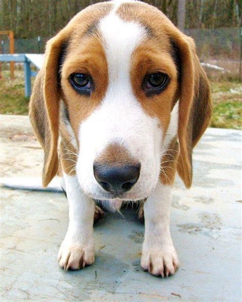 #Beagle #Dog Max c 5 month old beagle puppy | Beagle puppy, Dogs ...