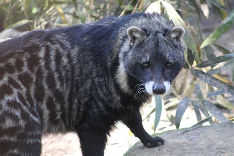 New Guest Animals And A Rebuilt Aviary For The Tallahassee Museum | WJCT NEWS