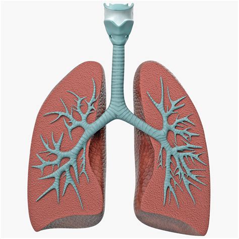 Lung Anatomy Dissection Model 3D Model $49 - .3ds .c4d .fbx .ma .obj .max - Free3D