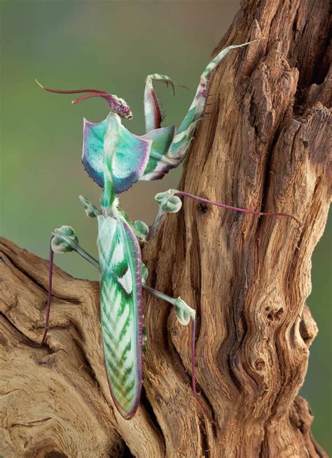 Why Do Mantis Eat Their Mates? | Keeping Exotic Pets