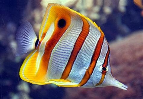 Copperband Butterflyfish (M) - Reef Fish Wholesalers Pty Ltd