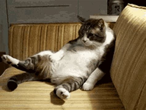 Lazy Cat GIF - Lazy Cat Cute - Discover & Share GIFs