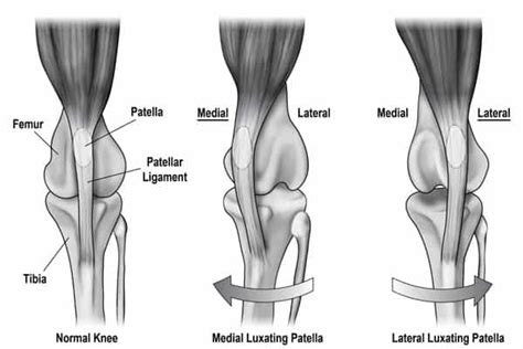 Luxating Patella | Kneecap | Cranial Cruciate Ligament in Dogs