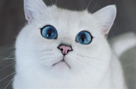 6 Breeds of White Cats with Blue Eyes | Moesonson