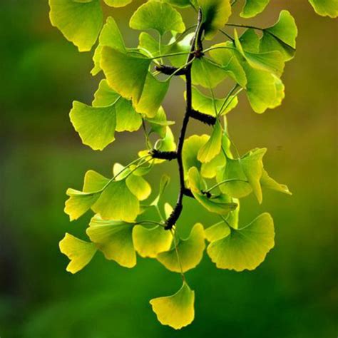 Ginkgo Biloba Tree Urn, Cremation Ginkgo Tree, Ashes into Ginkgo — The ...