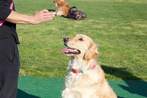 Golden Retriever Training tips - Sharda'sDog World