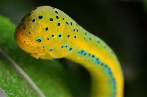 smiling caterpillar | Caterpillar, Fish pet, Pets