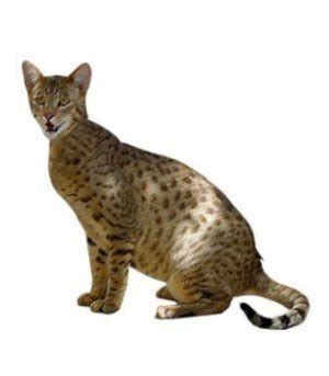 Ashera Cat | Breed Information, Personality & Common Health Problems