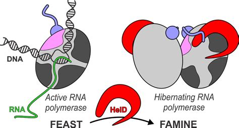 Power naps: when molecules in our bodies like to nap – Melnikov Lab