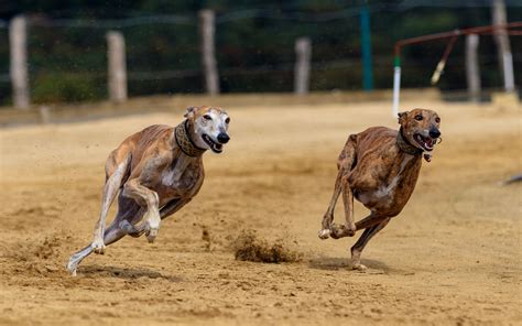 These 4 Facts About the Lives of Greyhounds in Racing Industry Will ...