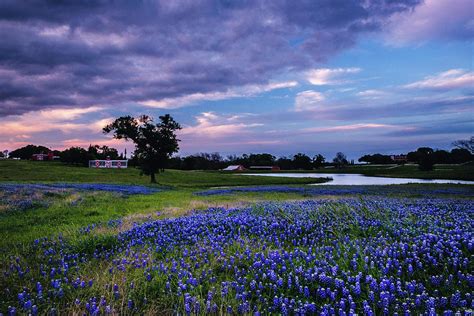 Sunset At Bluebonnet Farm Photograph by Johnny Boyd | Fine Art America