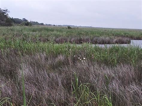 Tidal Freshwater Marsh | Audubon Pine Island Sanctuary & Center