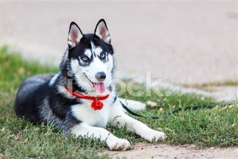 Purebred Siberian Husky Stock Photo | Royalty-Free | FreeImages