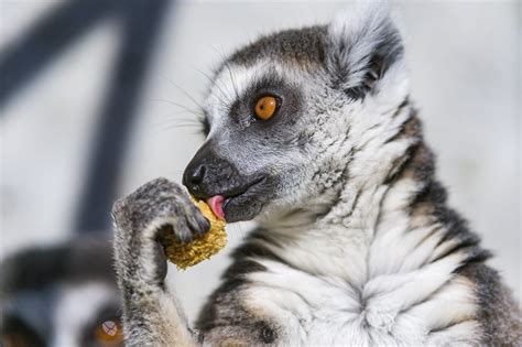 A lemur and his food | A ringtail lemur eating some kind of … | Flickr