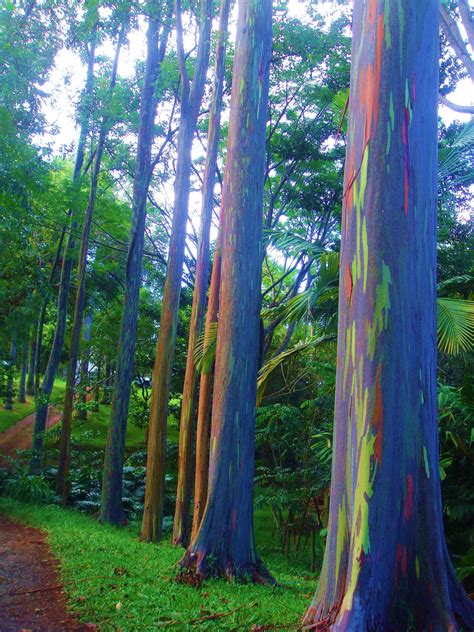 Eucalyptus deglupta is a tall tree, commonly known as the rainbow eucalyptus, Mindanao gum, or ...