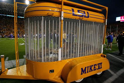 LSU's Live Tiger Mascot Mike VI Begins Radiation Treatment Against Rare ...