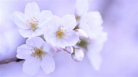 White Cherry Blossom Wallpapers | Cherry blossom wallpaper, White cherry blossom, Cherry blossom ...