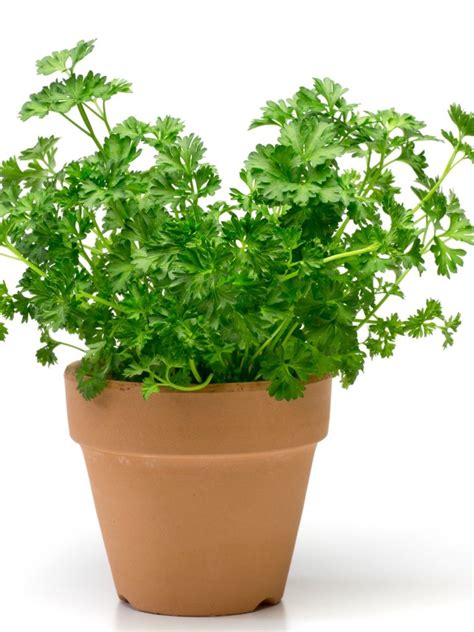 Indoor Herb Gardening: Information For Growing And Caring For Parsley Herbs | Gardening Know How