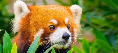 Red Panda Habitat Pictures