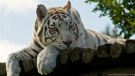 White Tiger 4K Wallpapers - Top Free White Tiger 4K Backgrounds ...