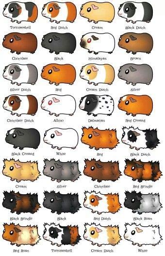 Cage Hamster, Diy Guinea Pig Cage, Guinea Pig House, Guinea Pig Breeding, Pet Guinea Pigs ...