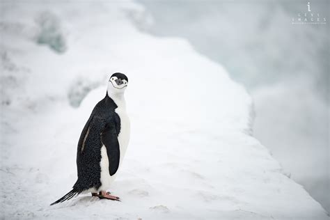 Chinstrap penguin (Pygoscelis antarcticus) portrait. Penguin Island ...