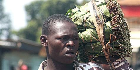 Kenya:Boost for miraa traders as UK drug advisers reject ban