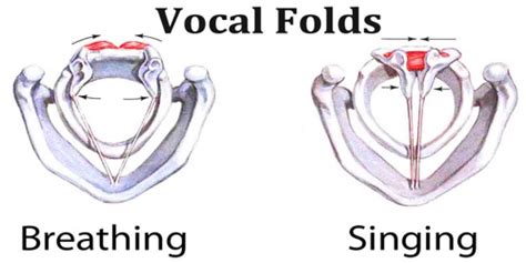 Vocal Folds - Assignment Point